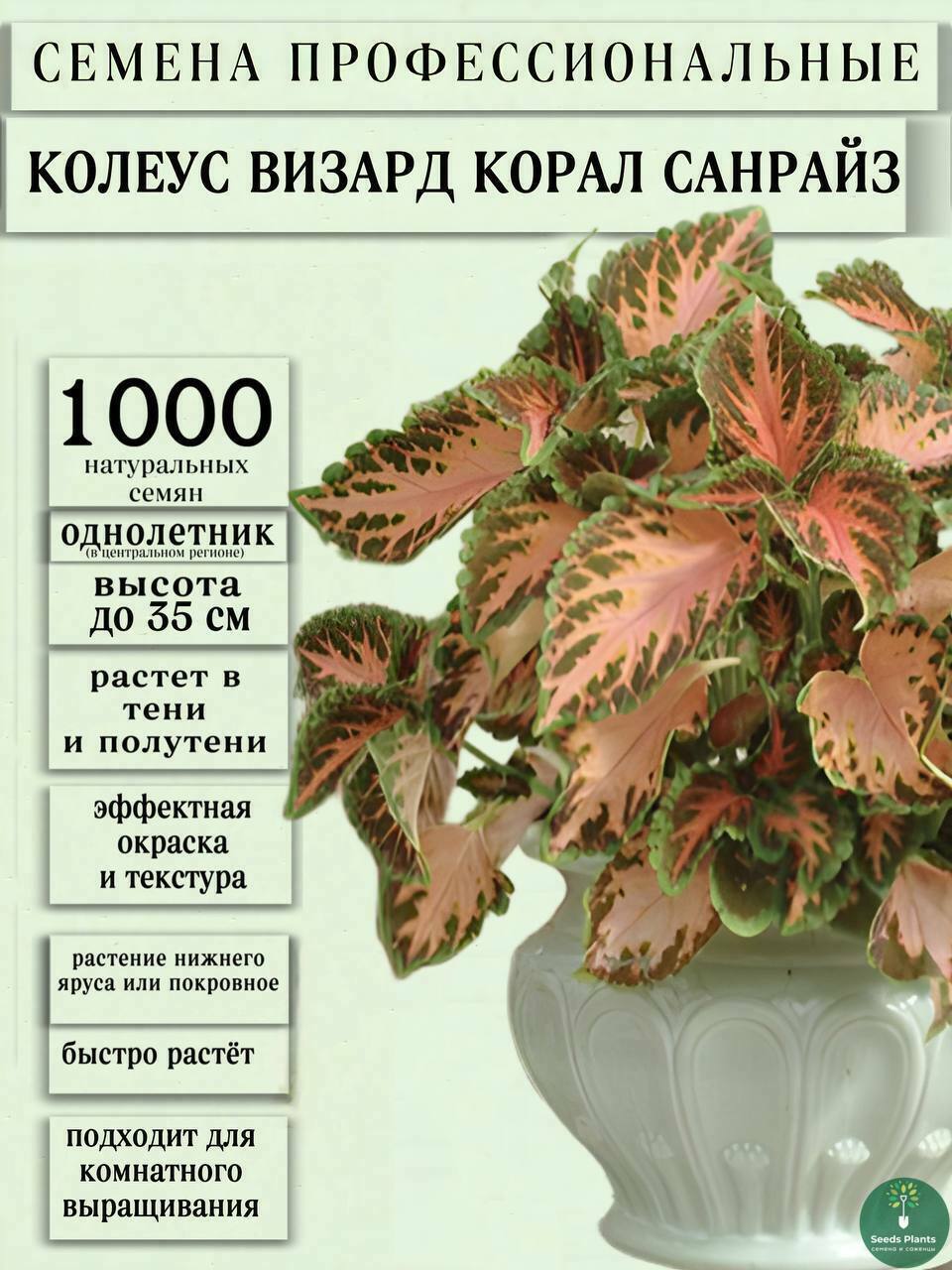 Колеус Визард Корал Санрайс 1000